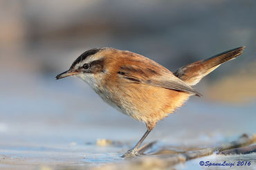 Acrocephalus melanopogon