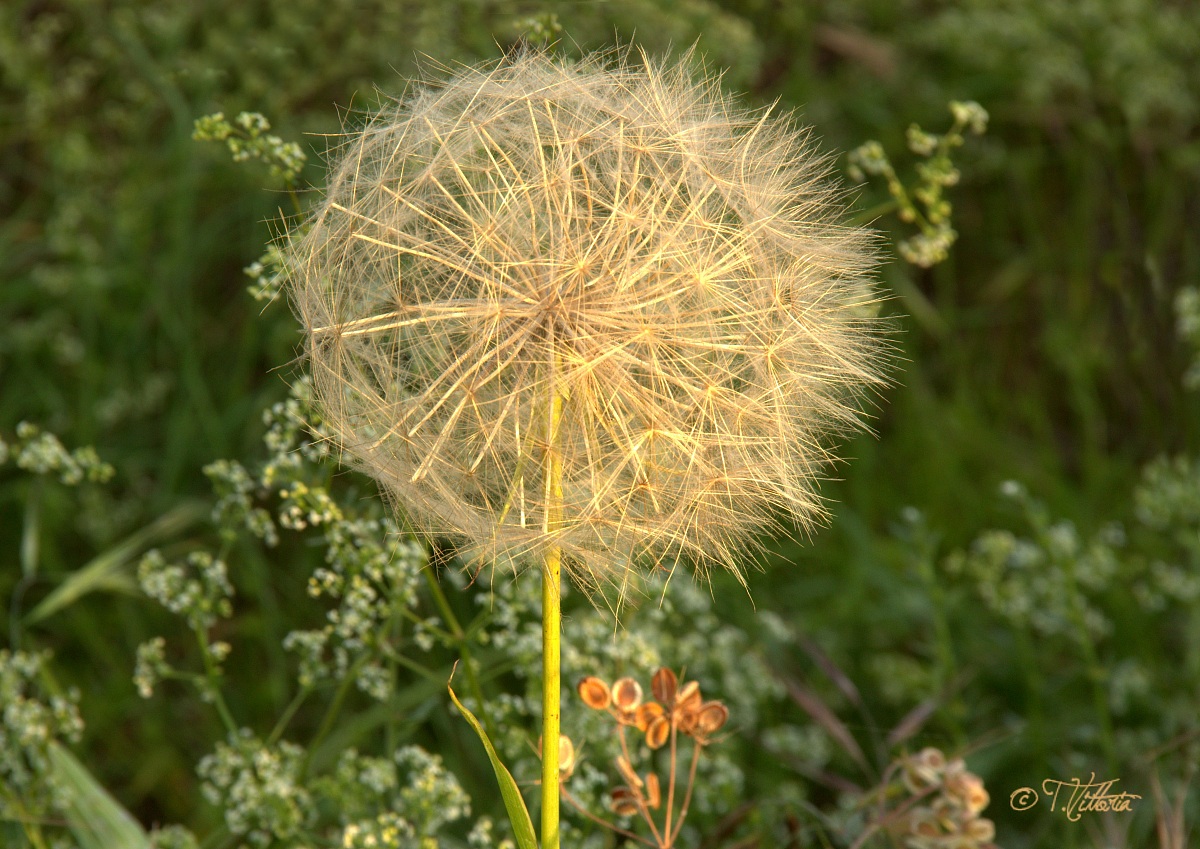 Fiore di tarassaco o(soffione)