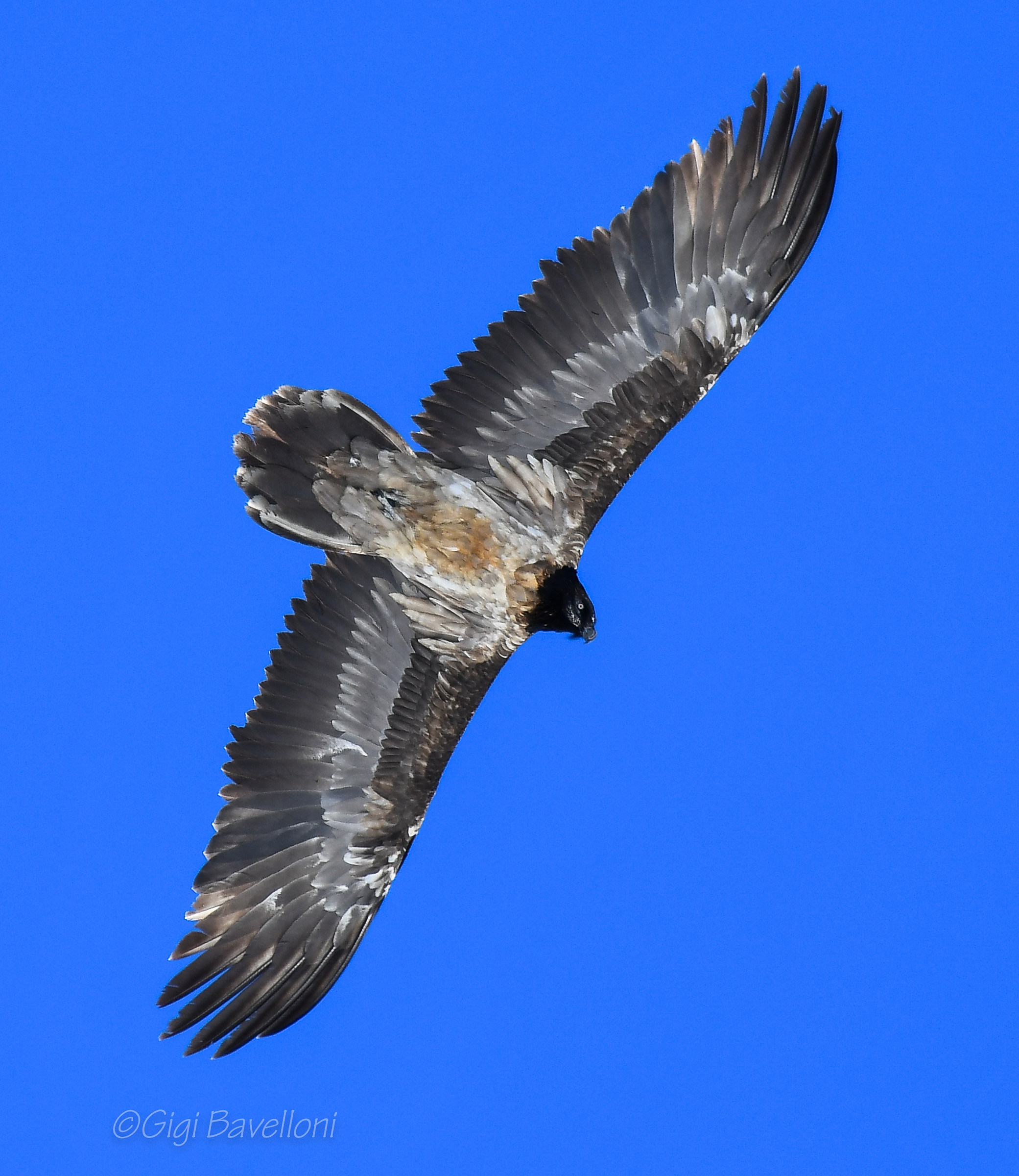 young Bearded Vulture Gypaetus barbatus