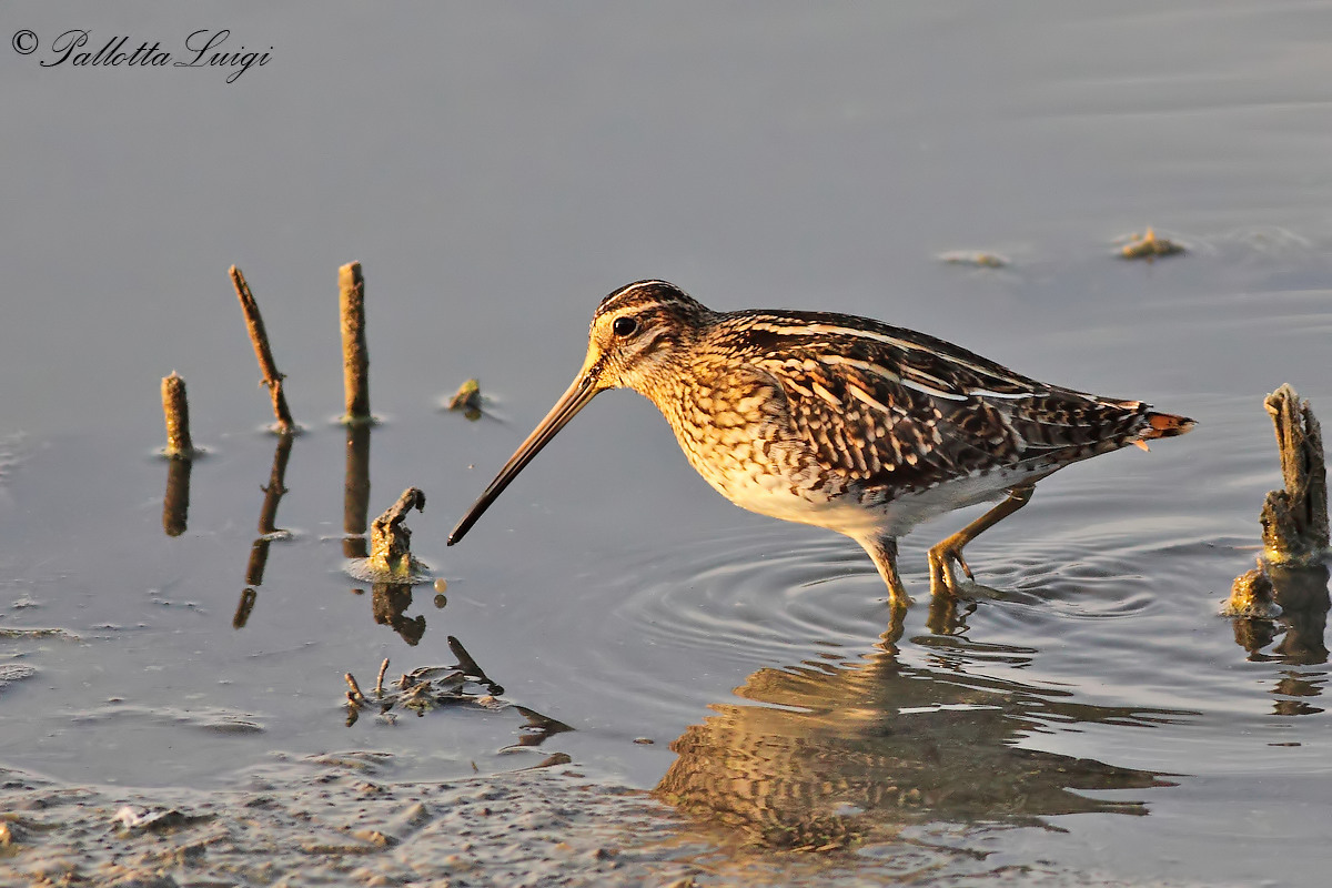Beccaccino (Gallinago gallinago)