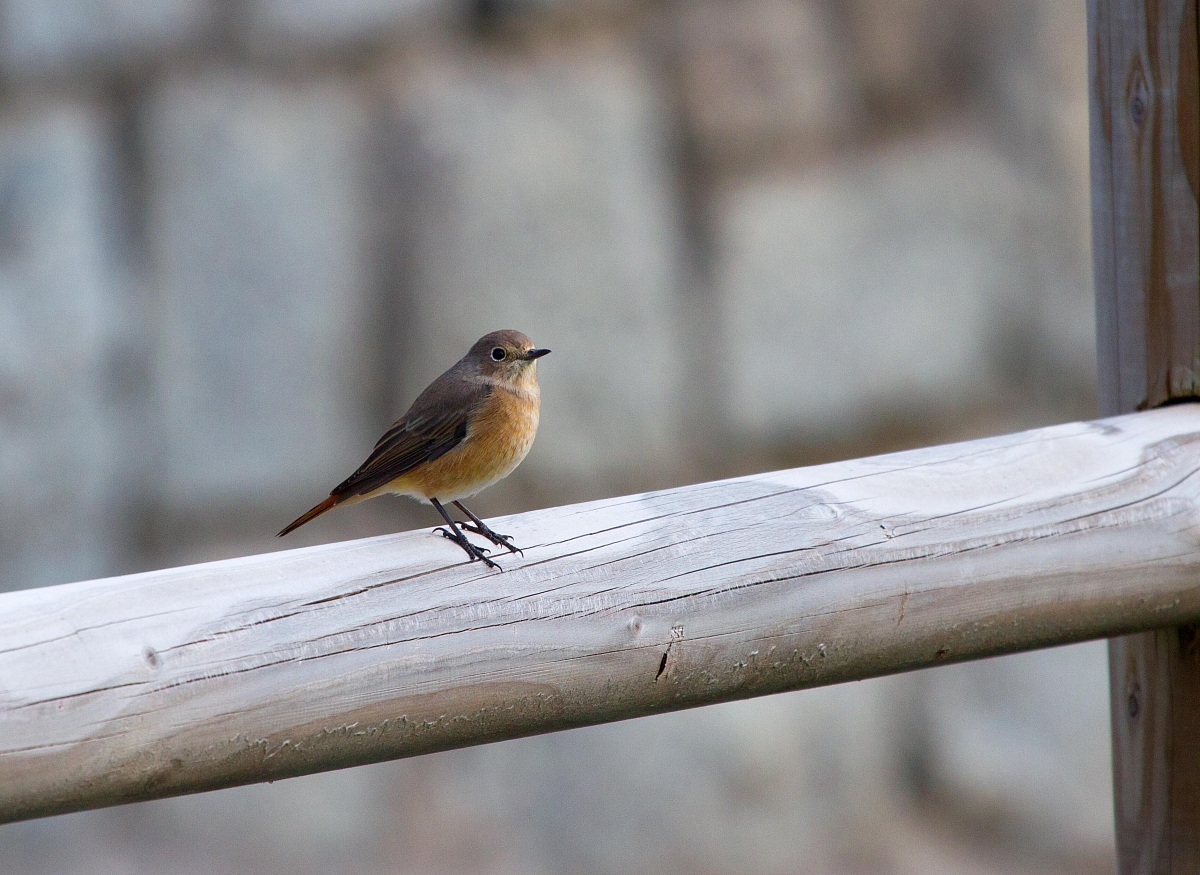 Dalla finestra dell'albergo - Madonna Di Campiglio
