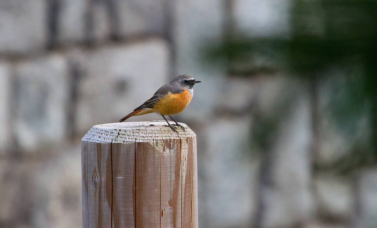 Dalla finestra dell'albergo 2 - Madonna Di Campiglio