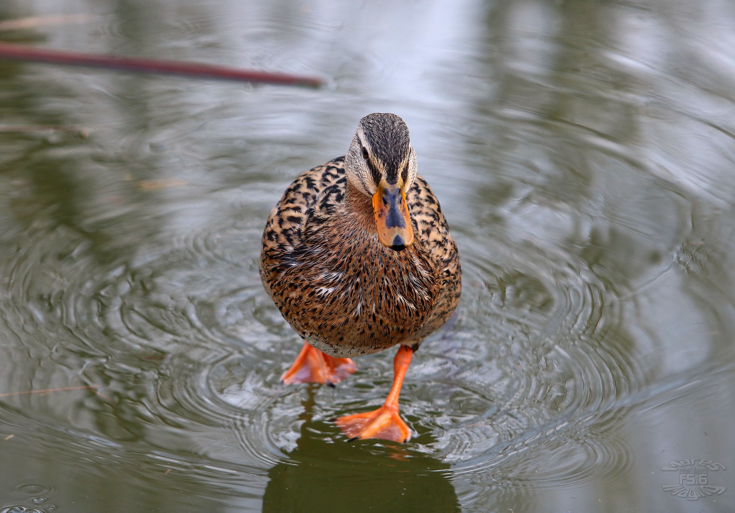 Camminare sulle acque