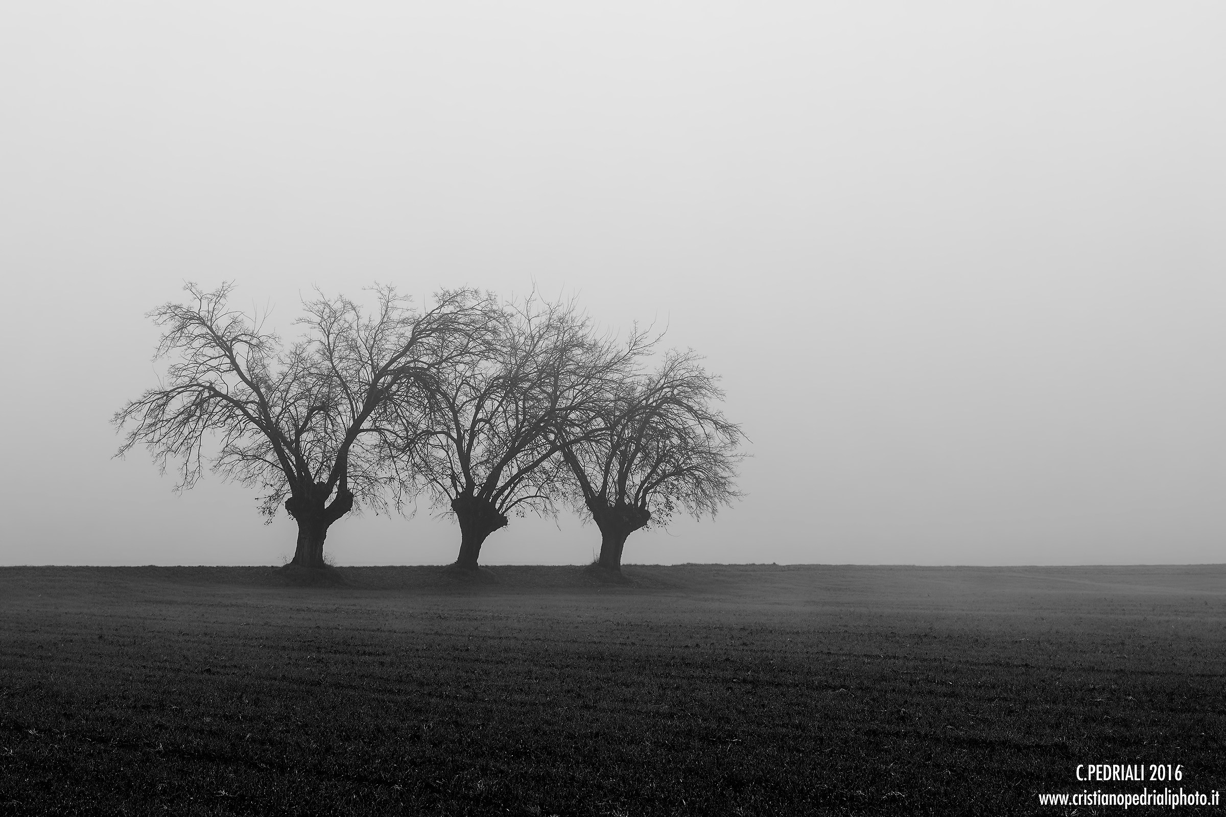The three elms in the fog ...