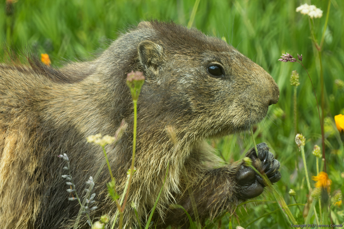 Marmotta golosa 1