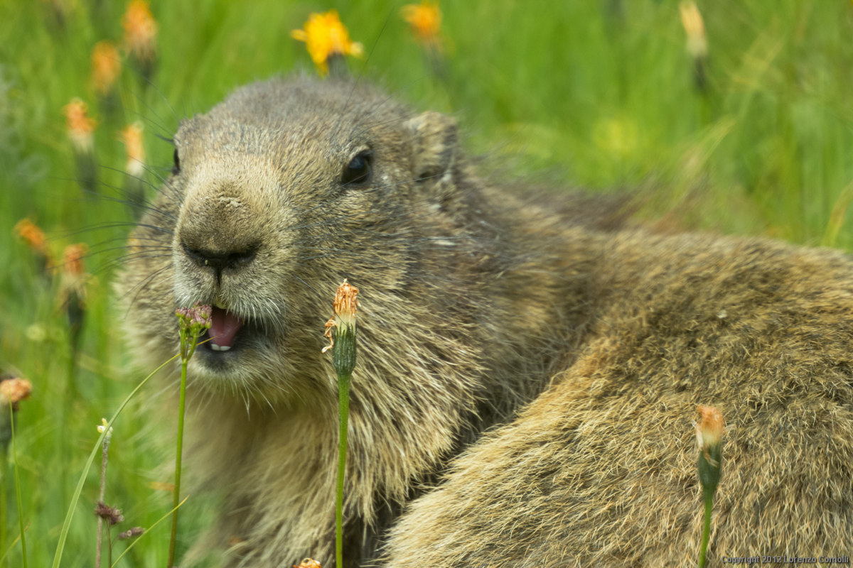 Marmotta golosa 2