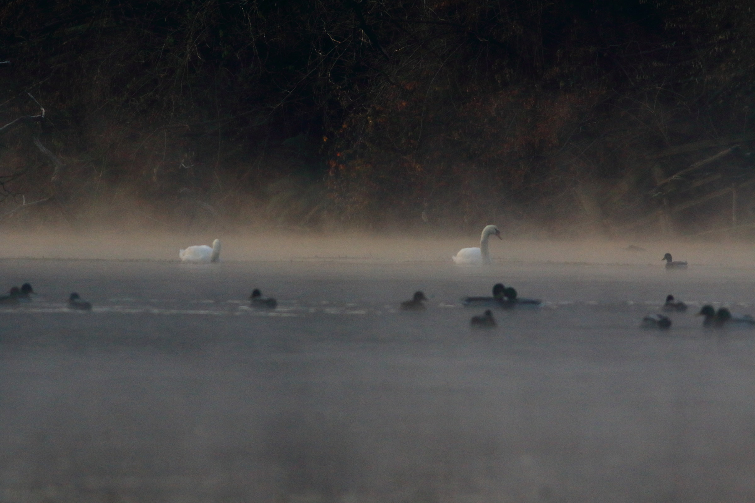 Morning on the oxbow