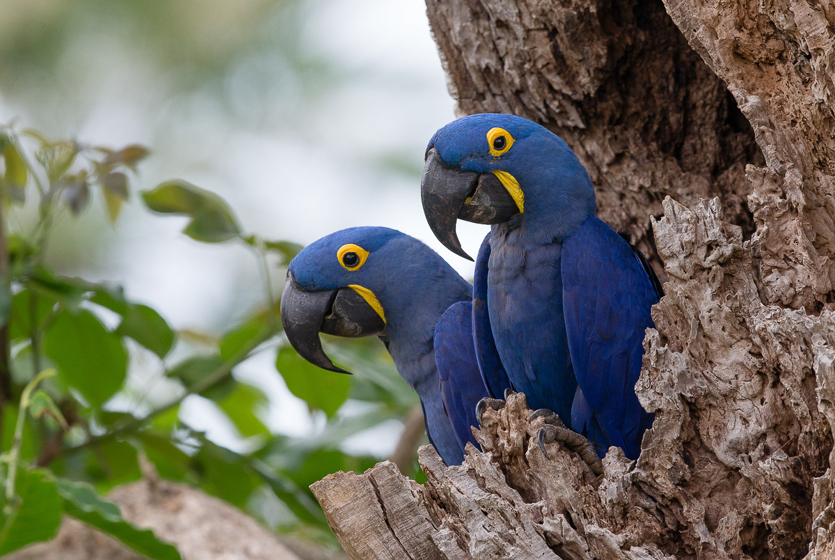 Hyacinth Macaw