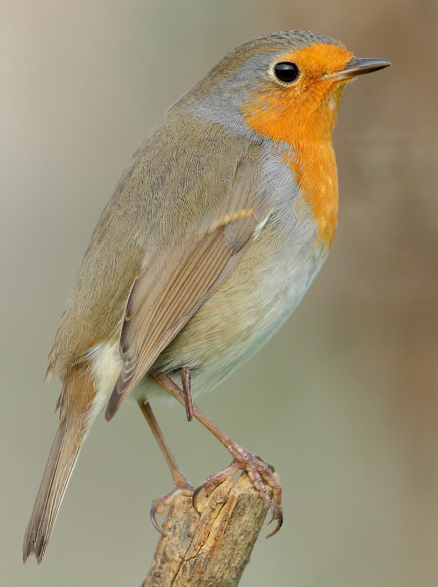 Robin