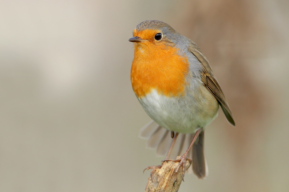 Robin