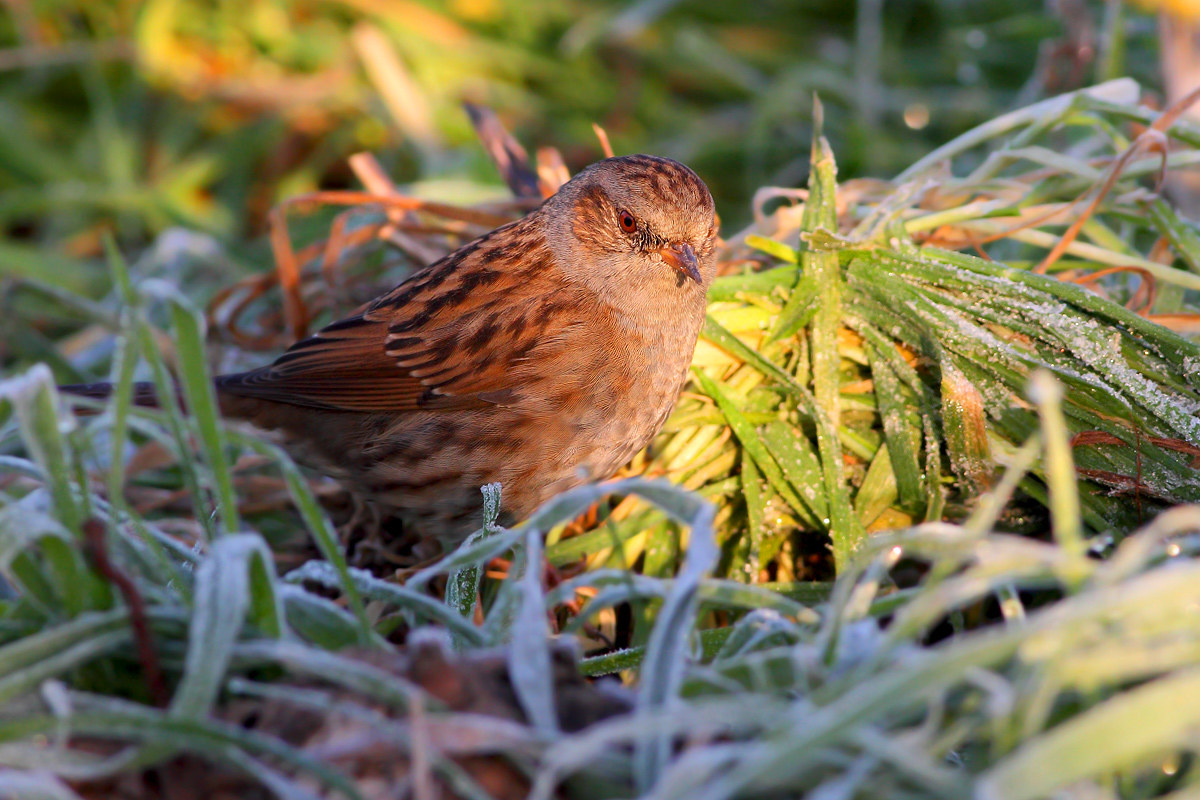 Dunnock
