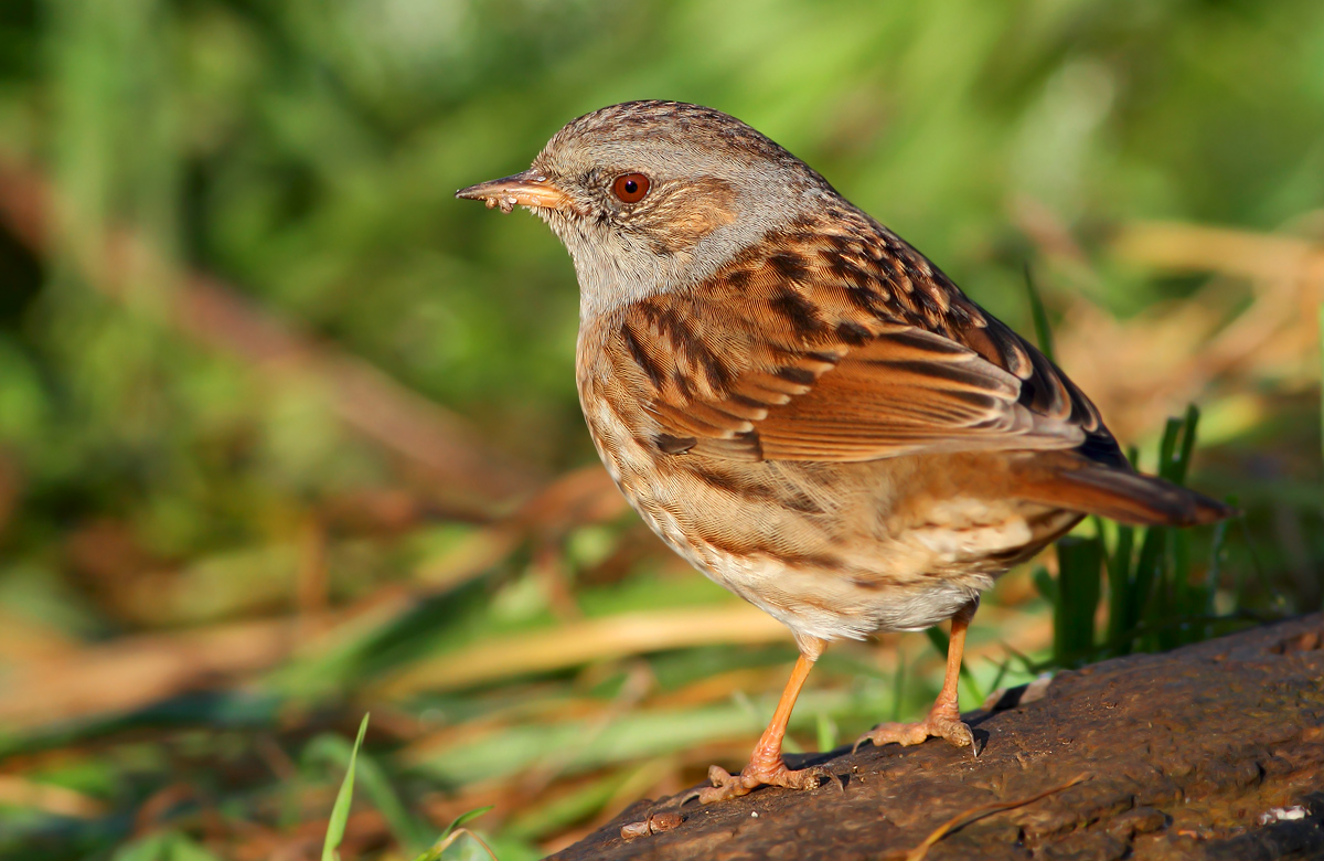 Dunnock