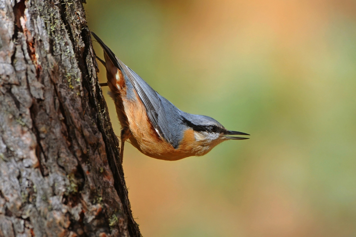 Muratore in extension