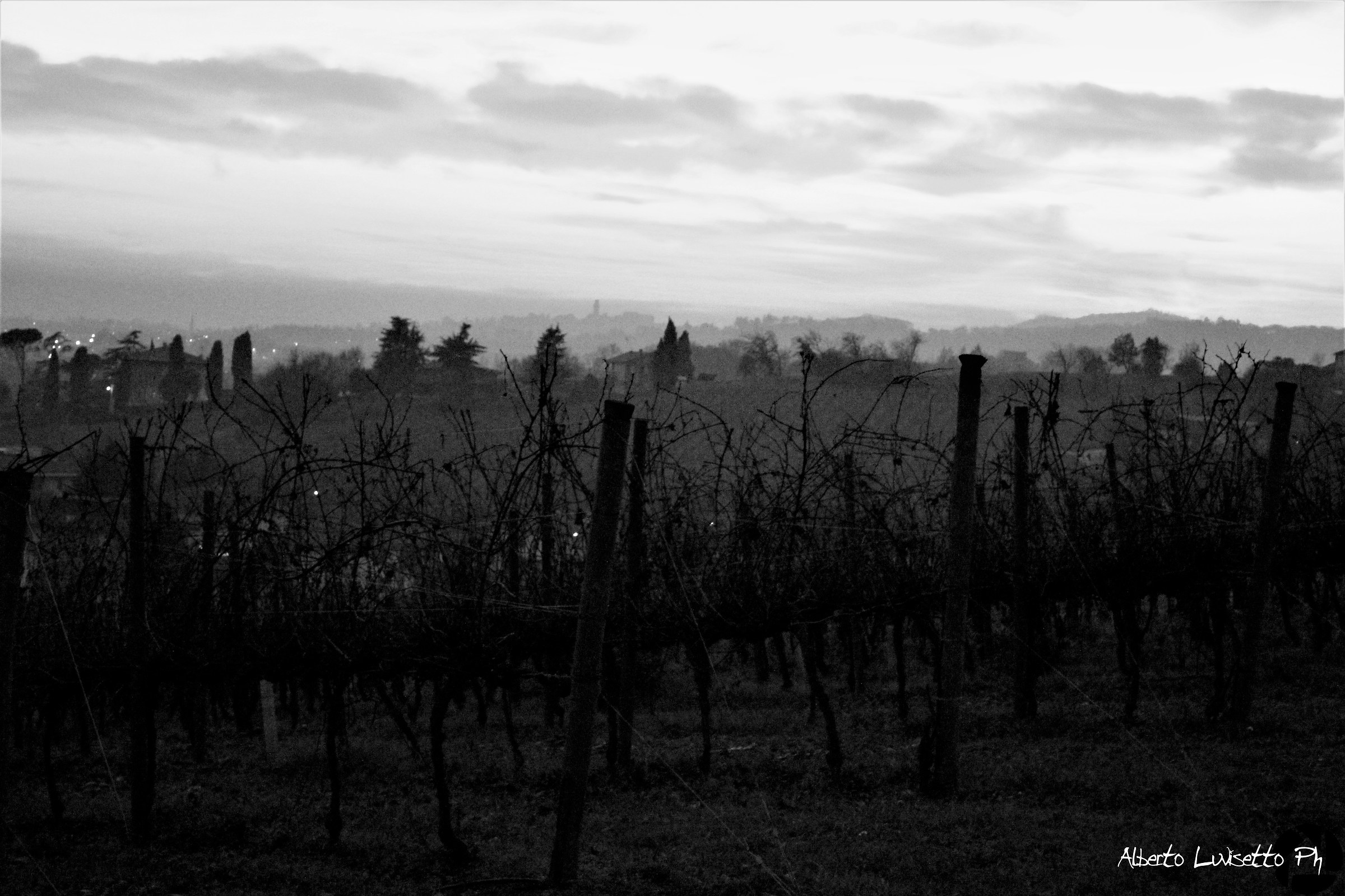 Vigneto Black & White