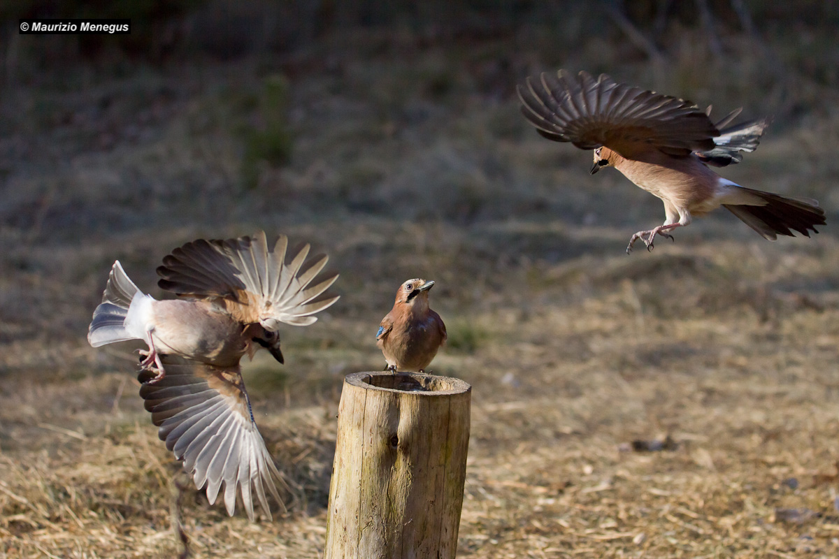 Traffico in mangiatoia....