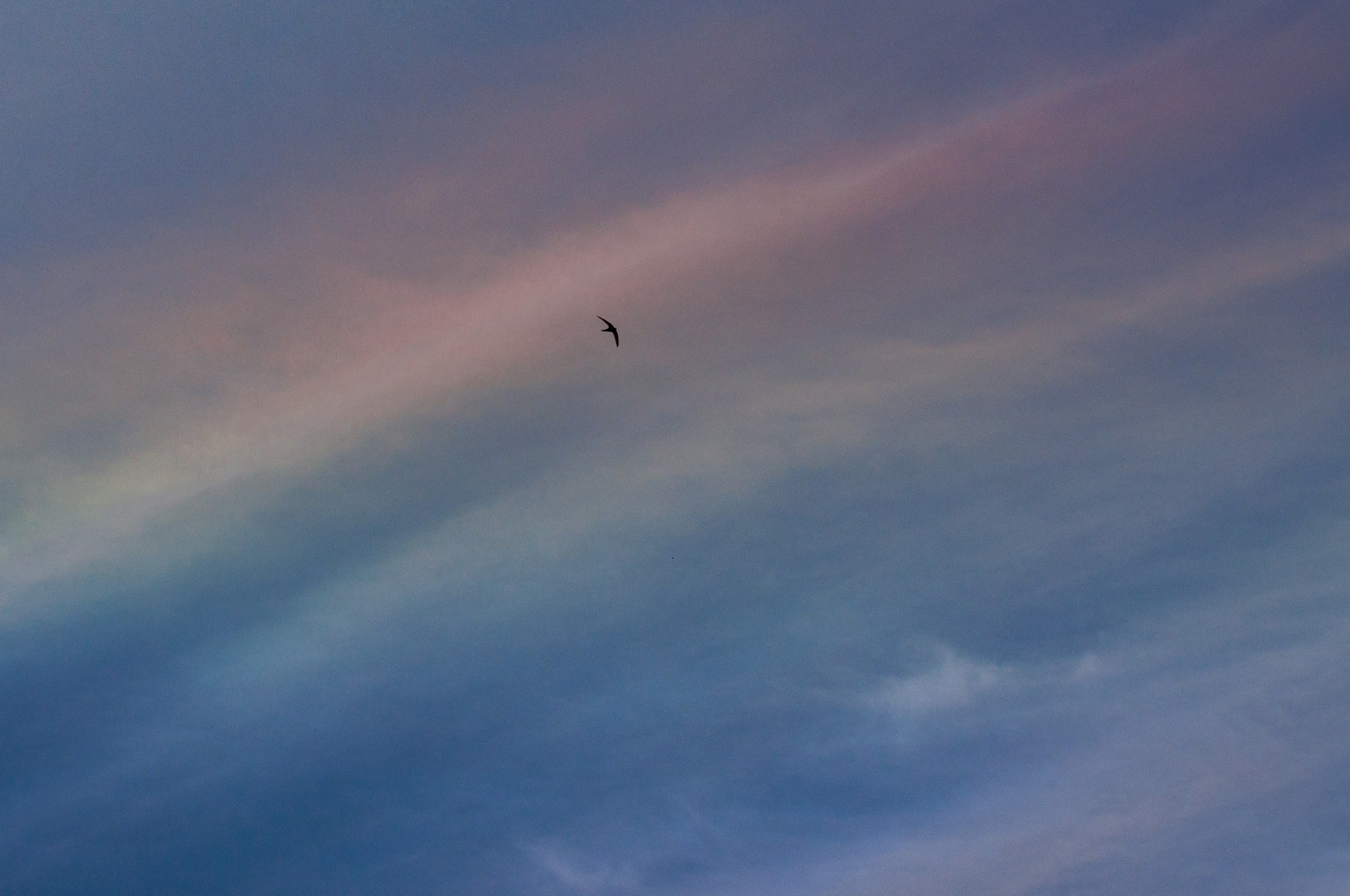 Libero nel blu, tinto di tutti i colori...
