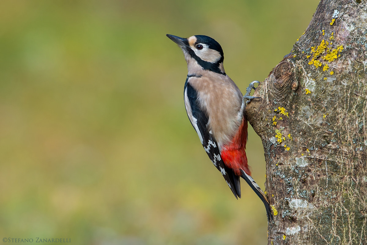Picchio Rosso Maggiore femmina...