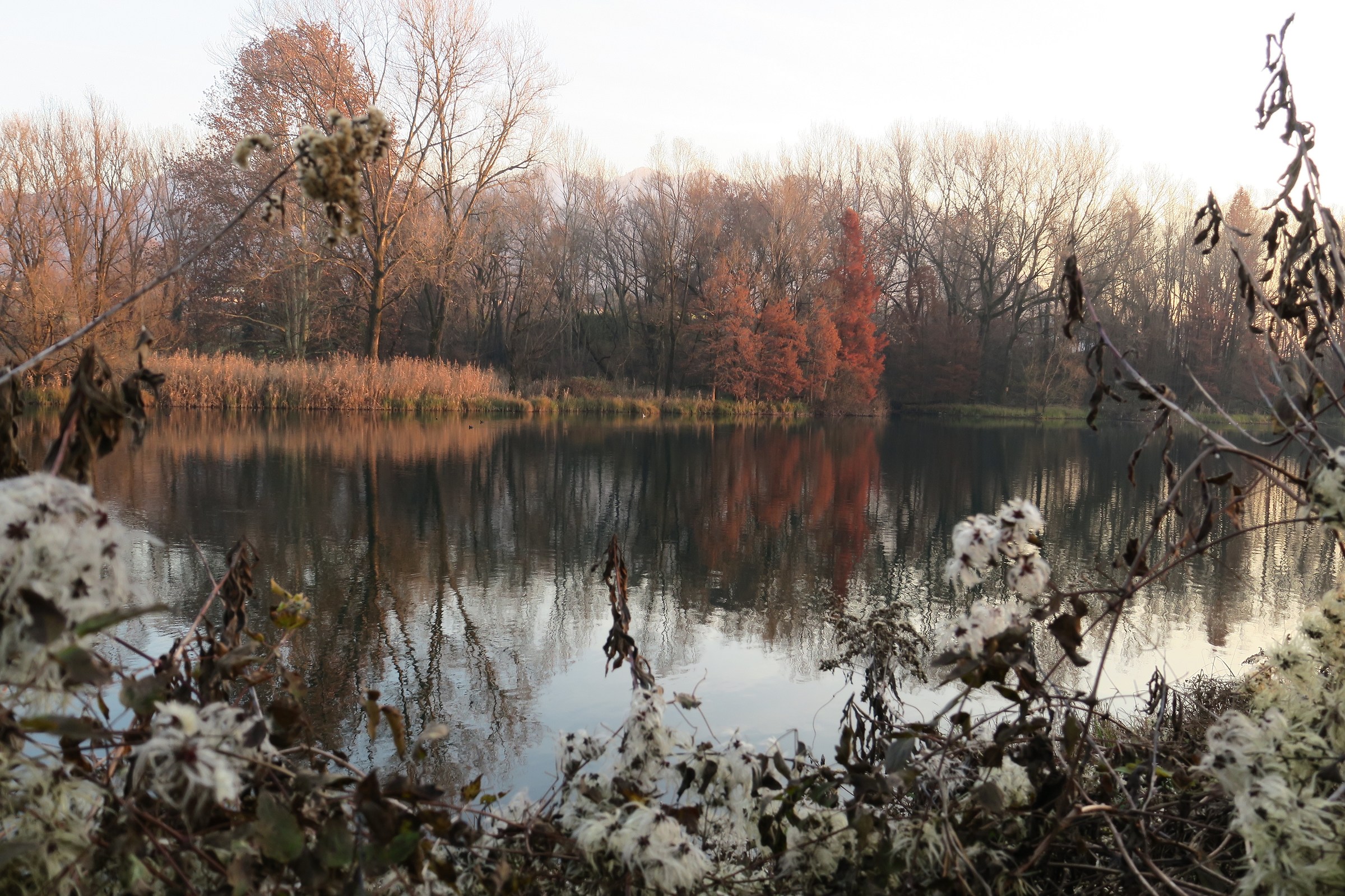 Autumn along the Adda