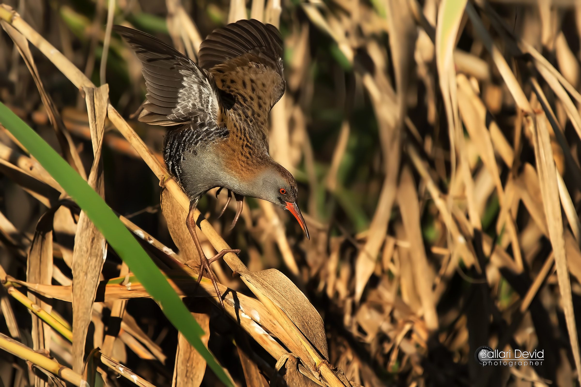 Water Rail