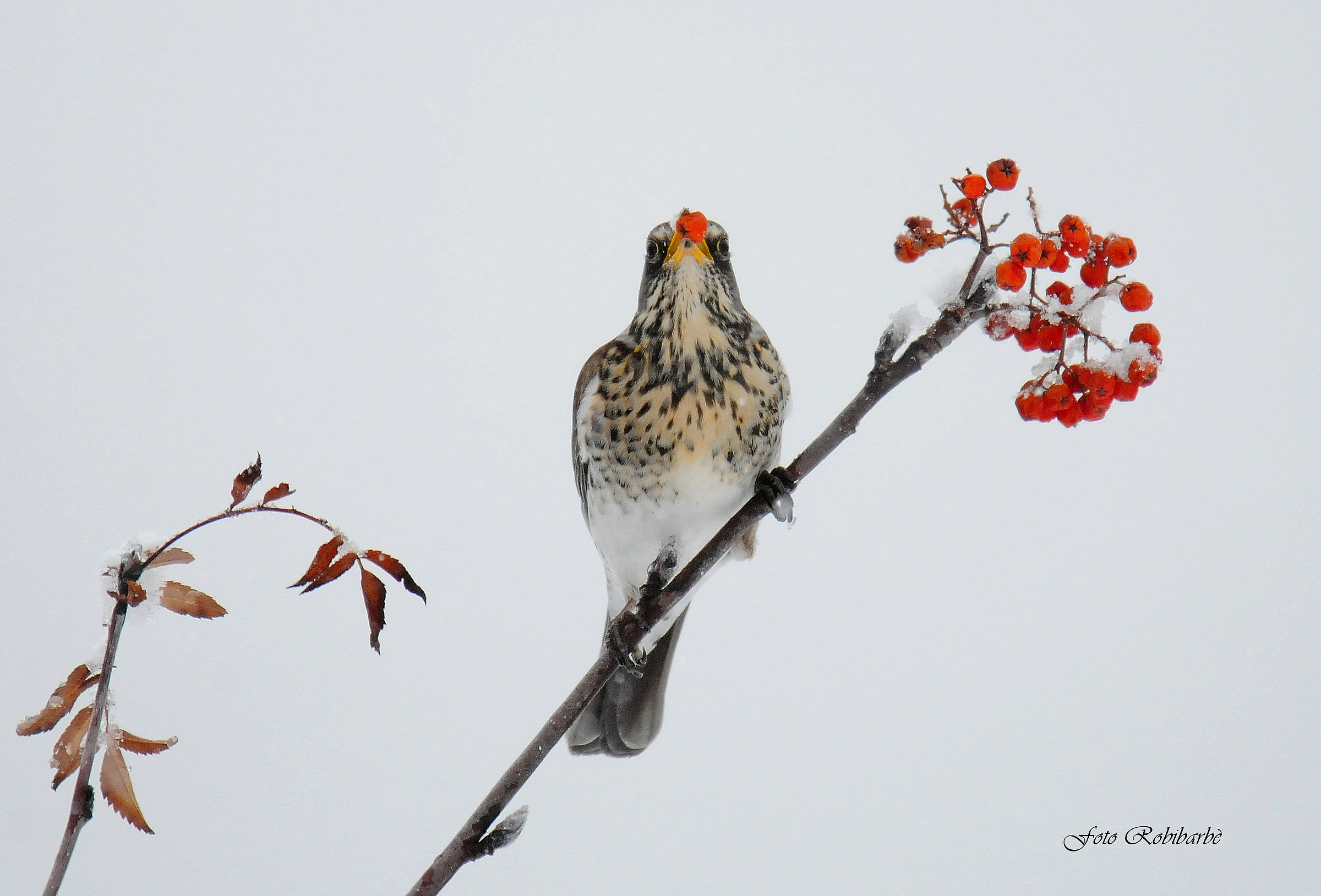 Cesena ... a cold meal ...
