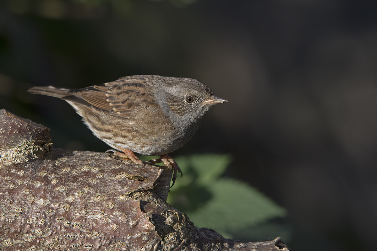 passera scopaiola (Prunella modularis)