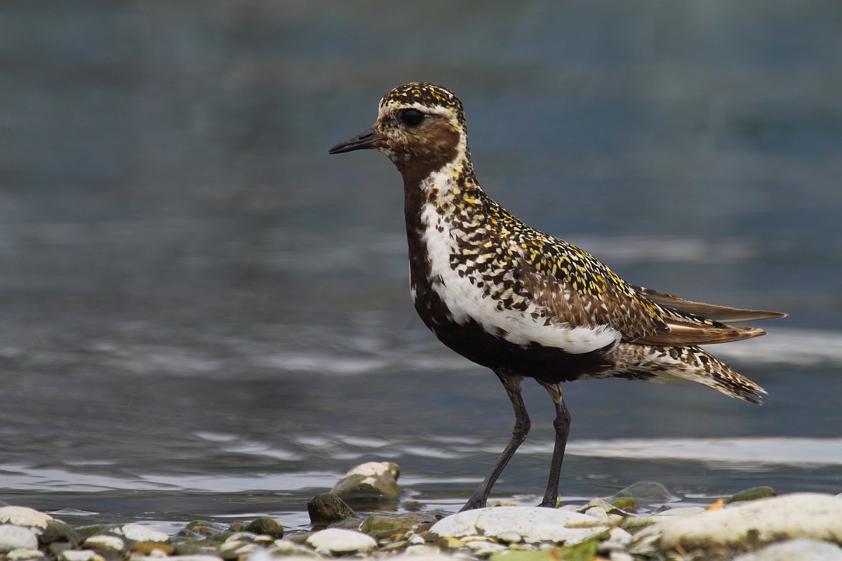 Piviere dorato in abito estivo