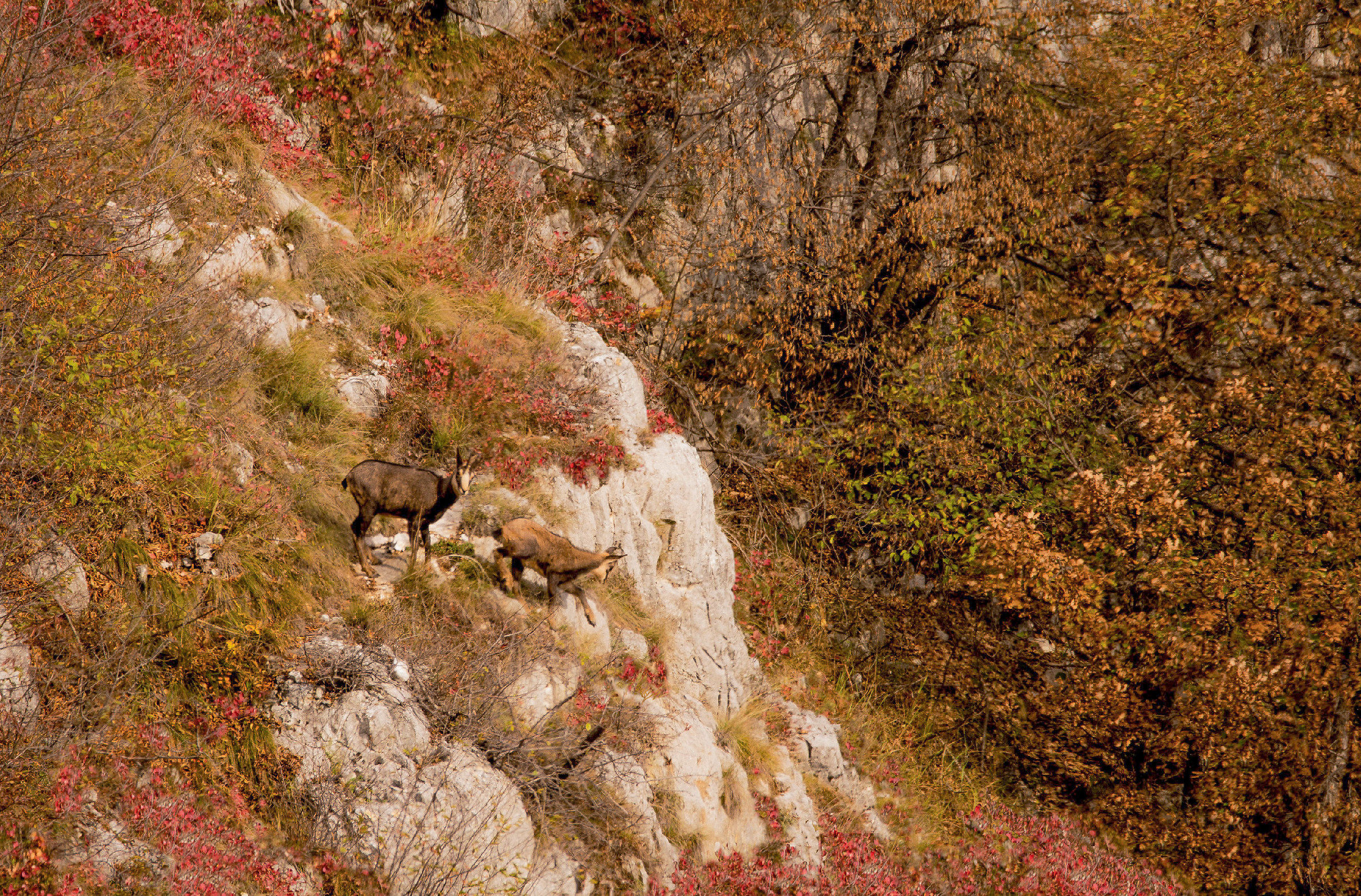 Antologia autunnale 4