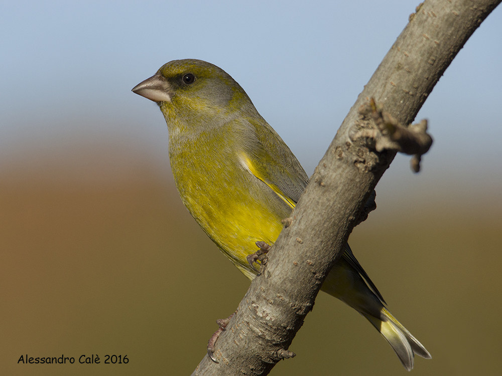 Carduelis chloris (Verdone) 8810