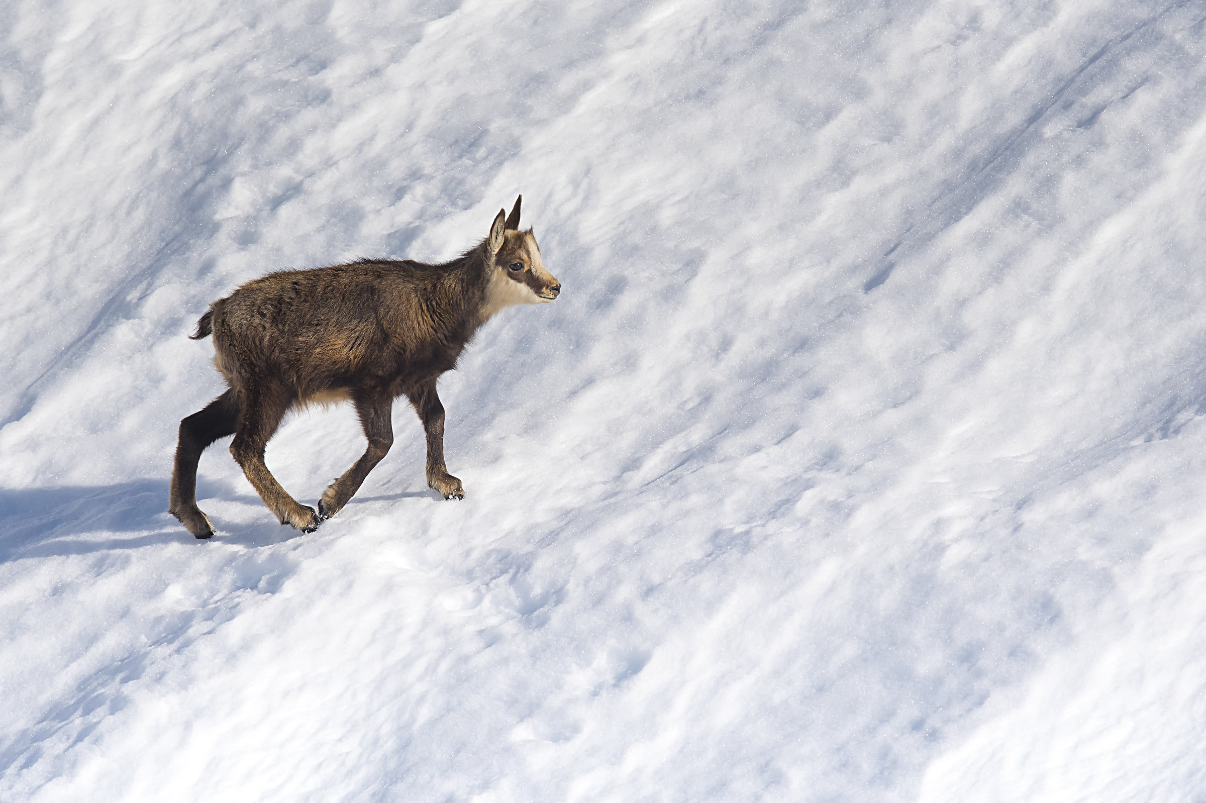 Piccolo camoscio solitario