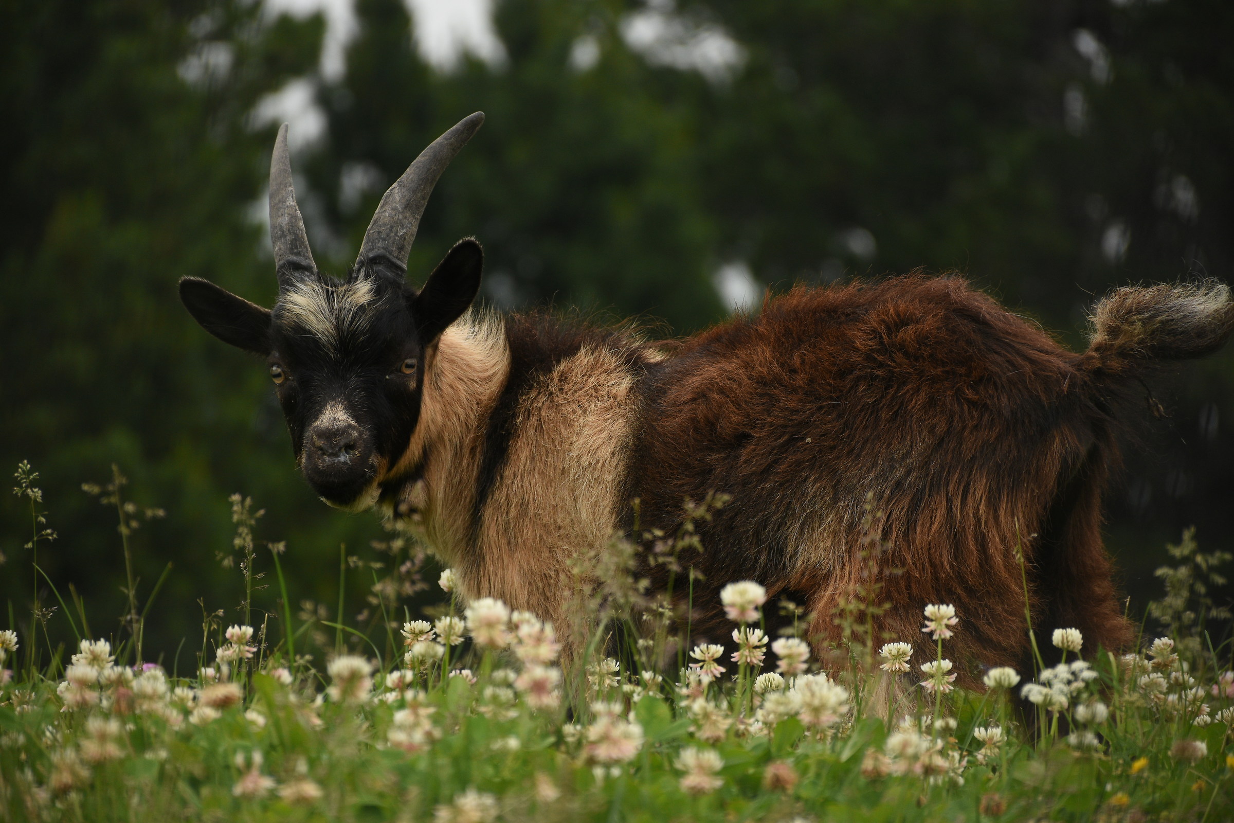 Goat in Val Gardena