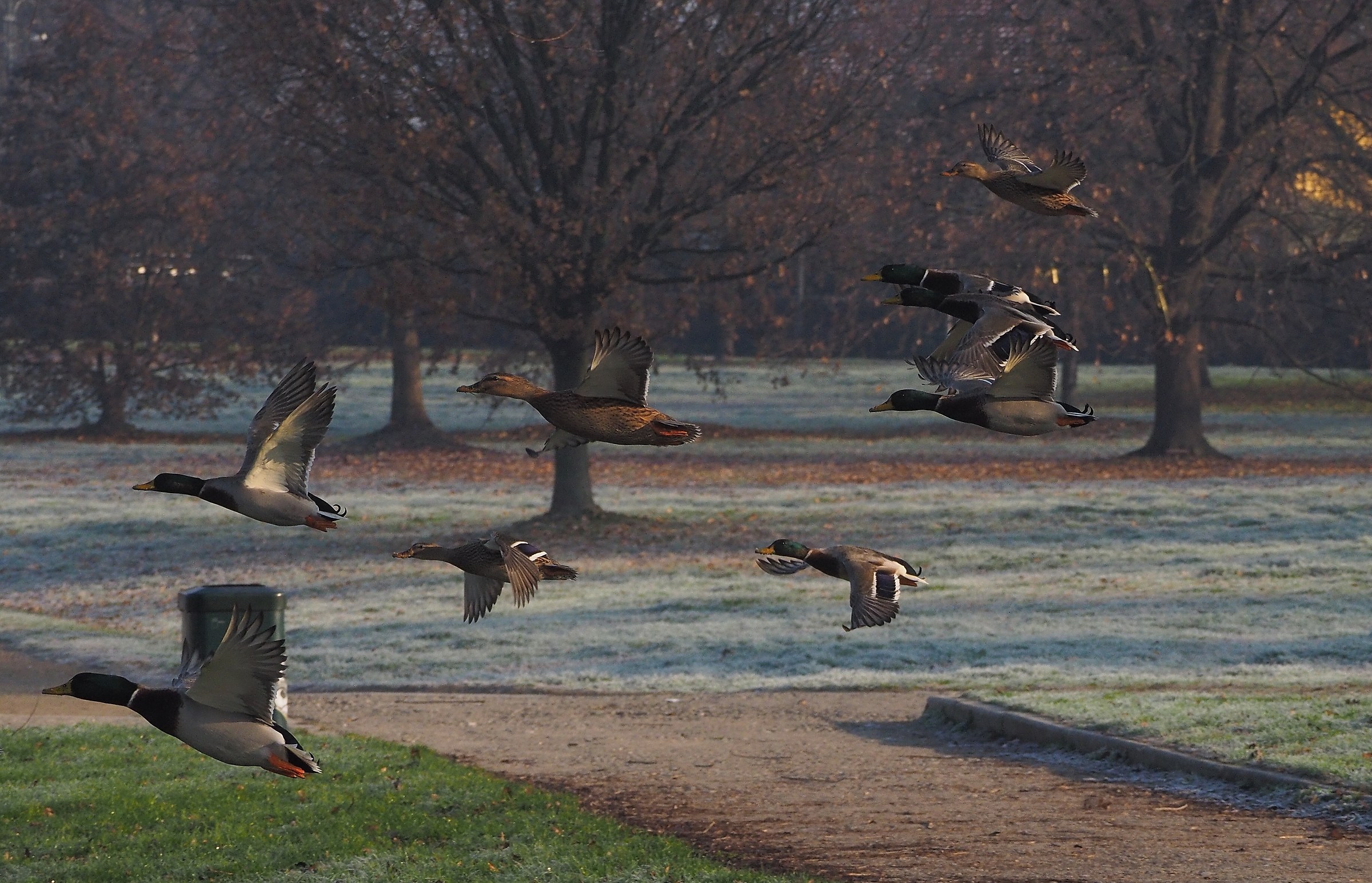 Svolazzando nel parco