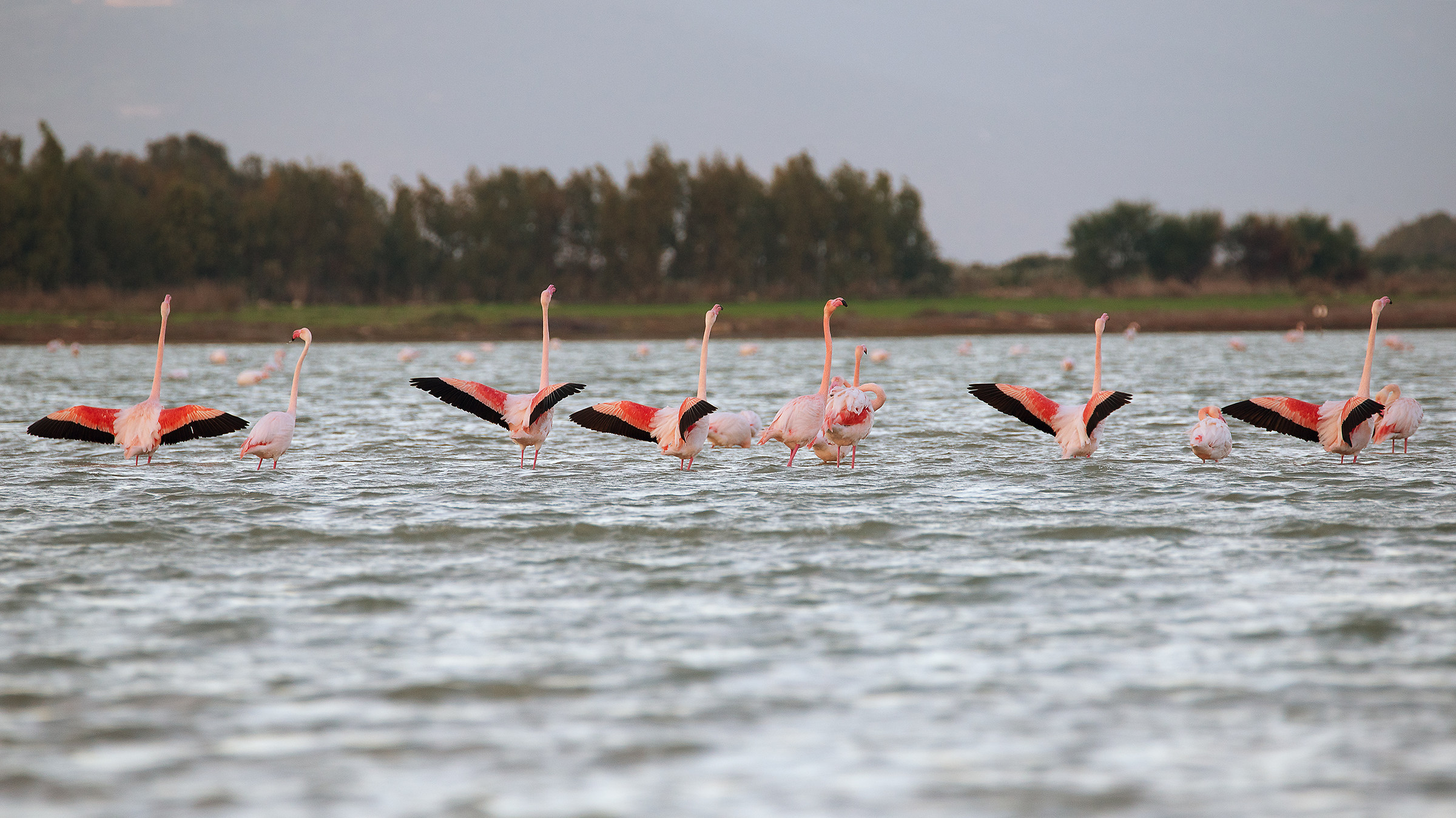 danza nuziale dei fenicotteri