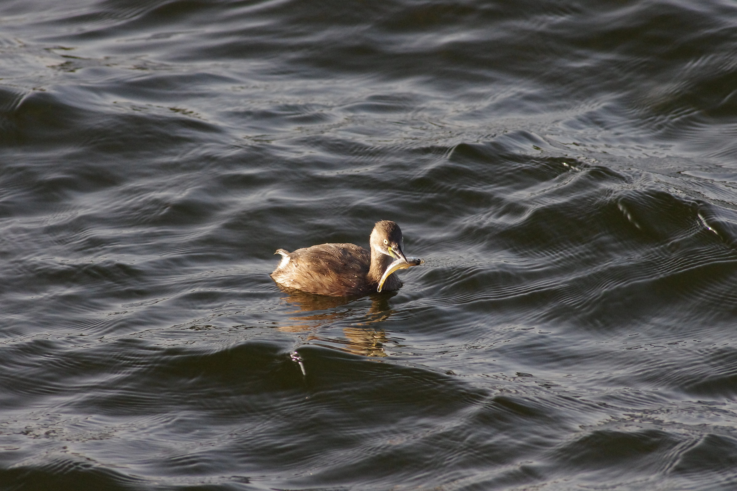 Little Grebe