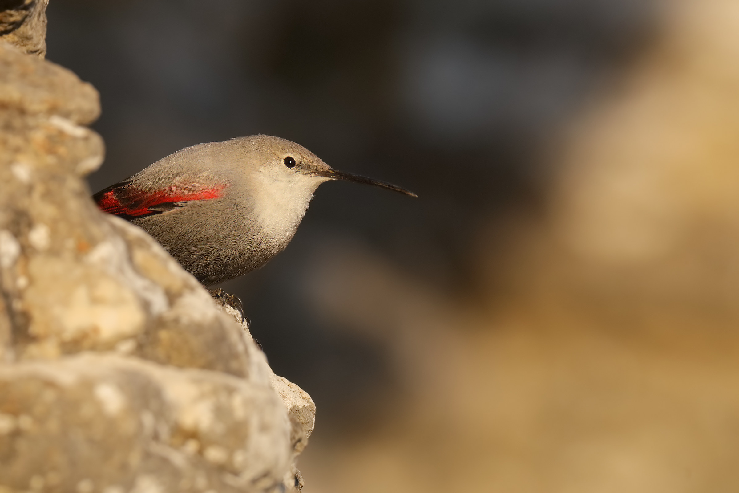 Muraiolo finally posing