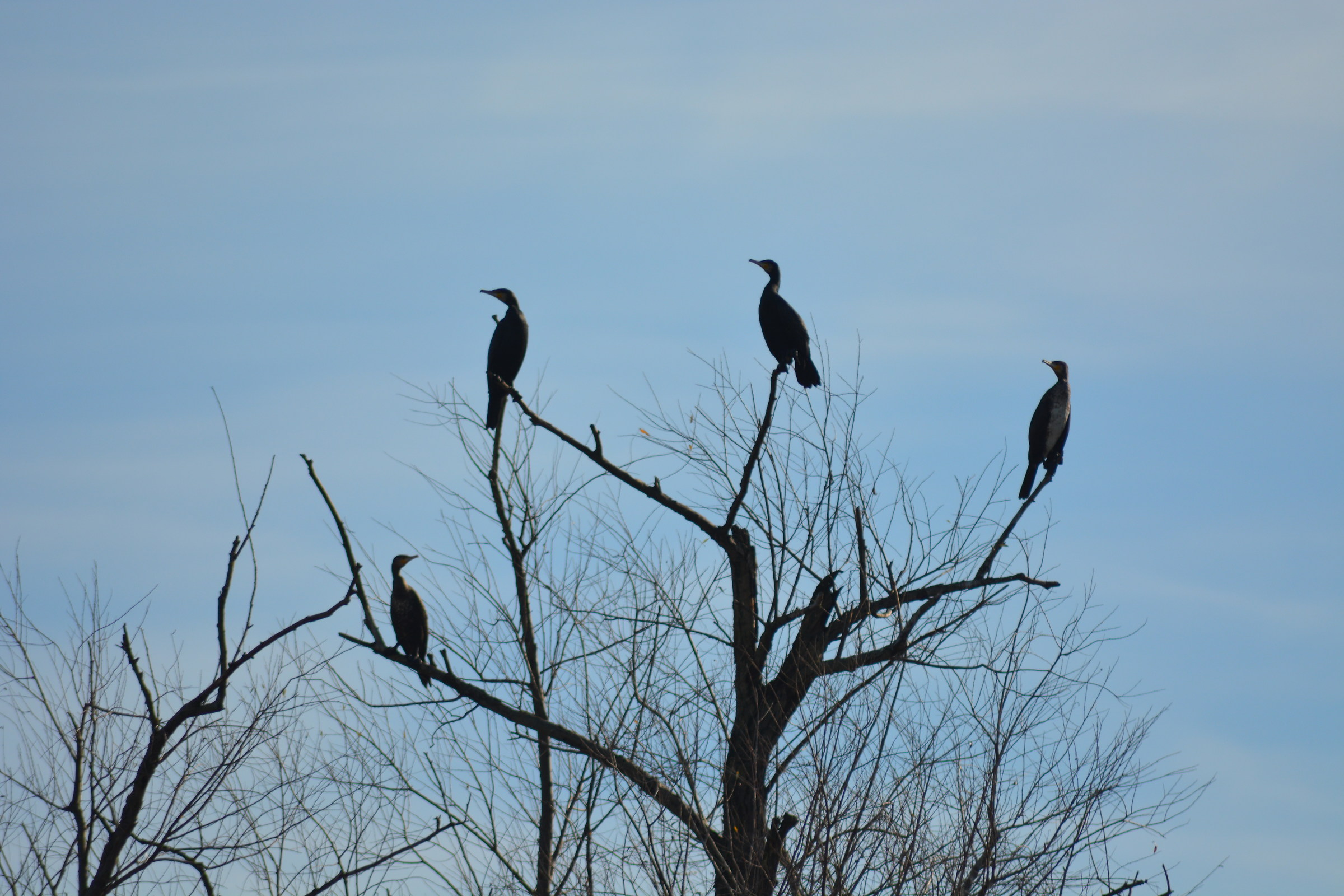 Cormorants in the company