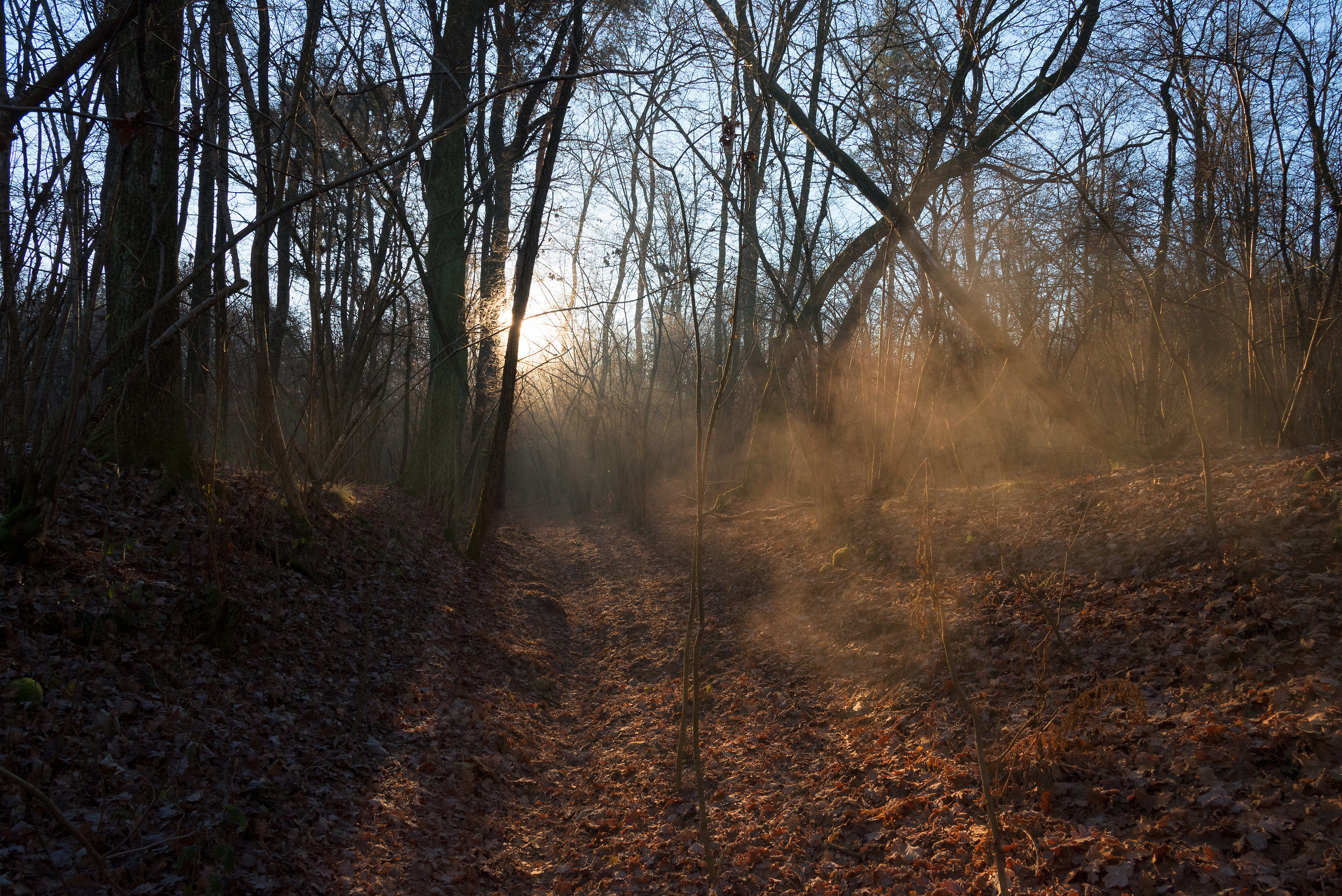 Sunlight in the wood