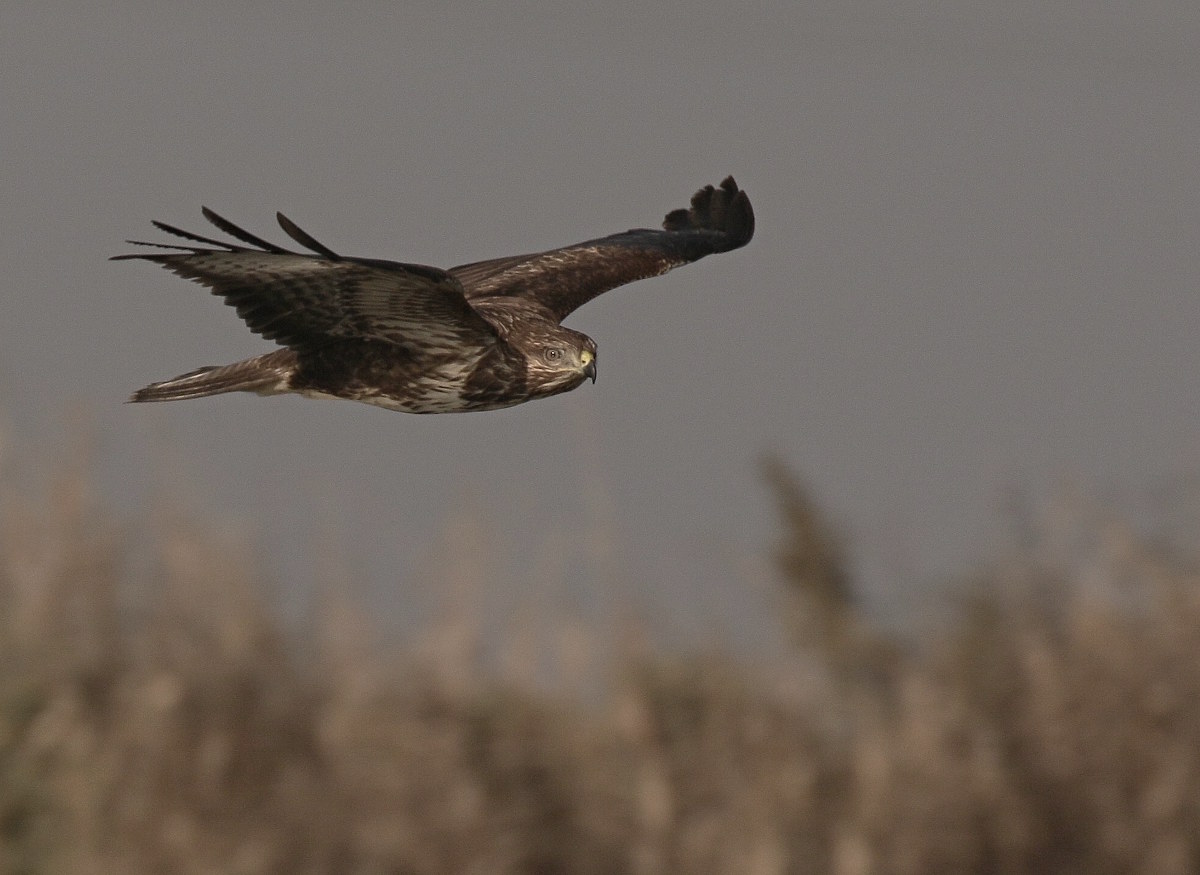 buzzard