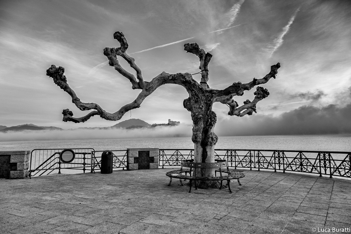 L'albero e la Rocca di Angera