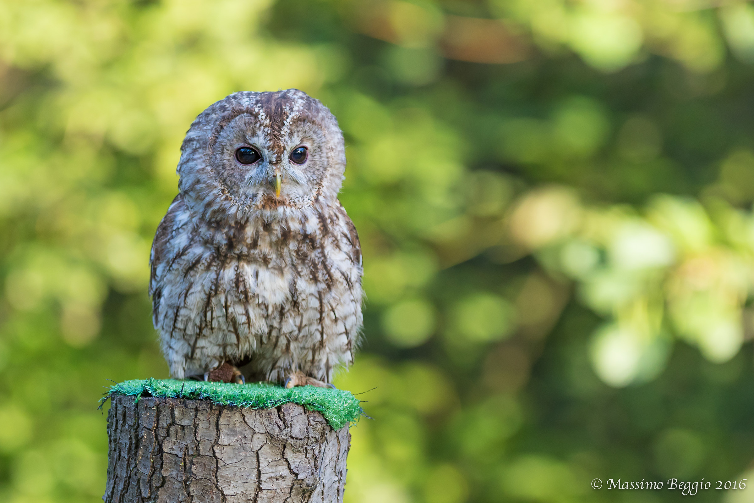 tawny owl