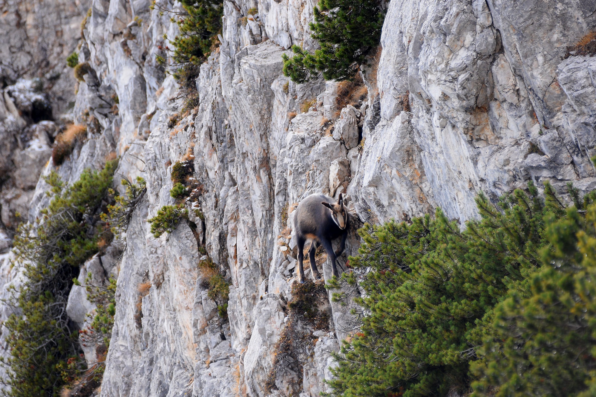 a fearless chamois