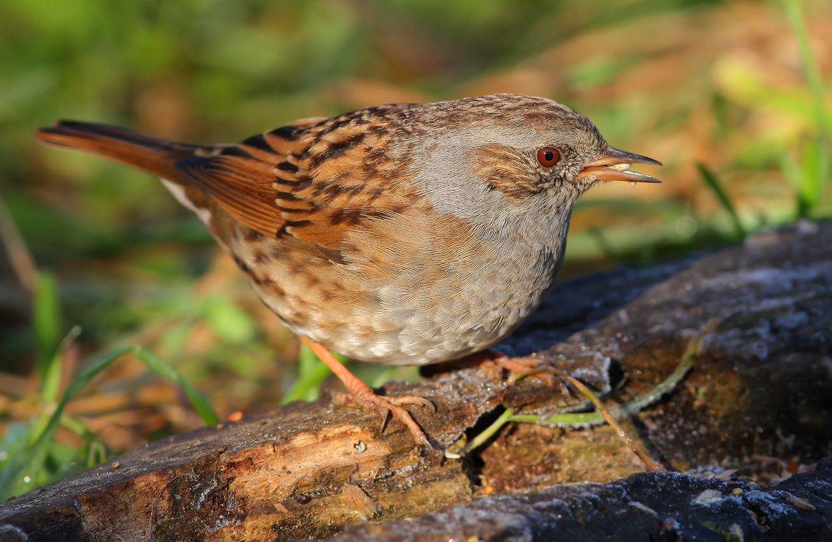 Dunnock