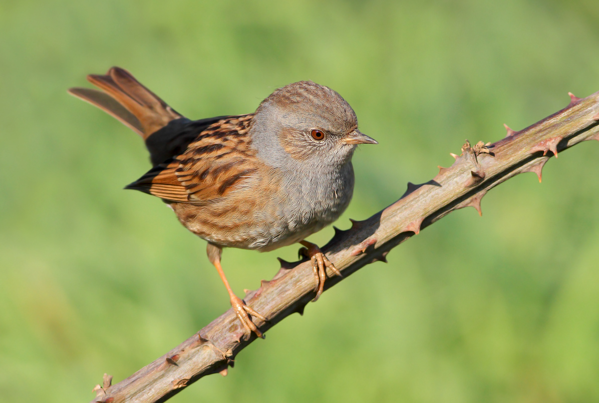Dunnock