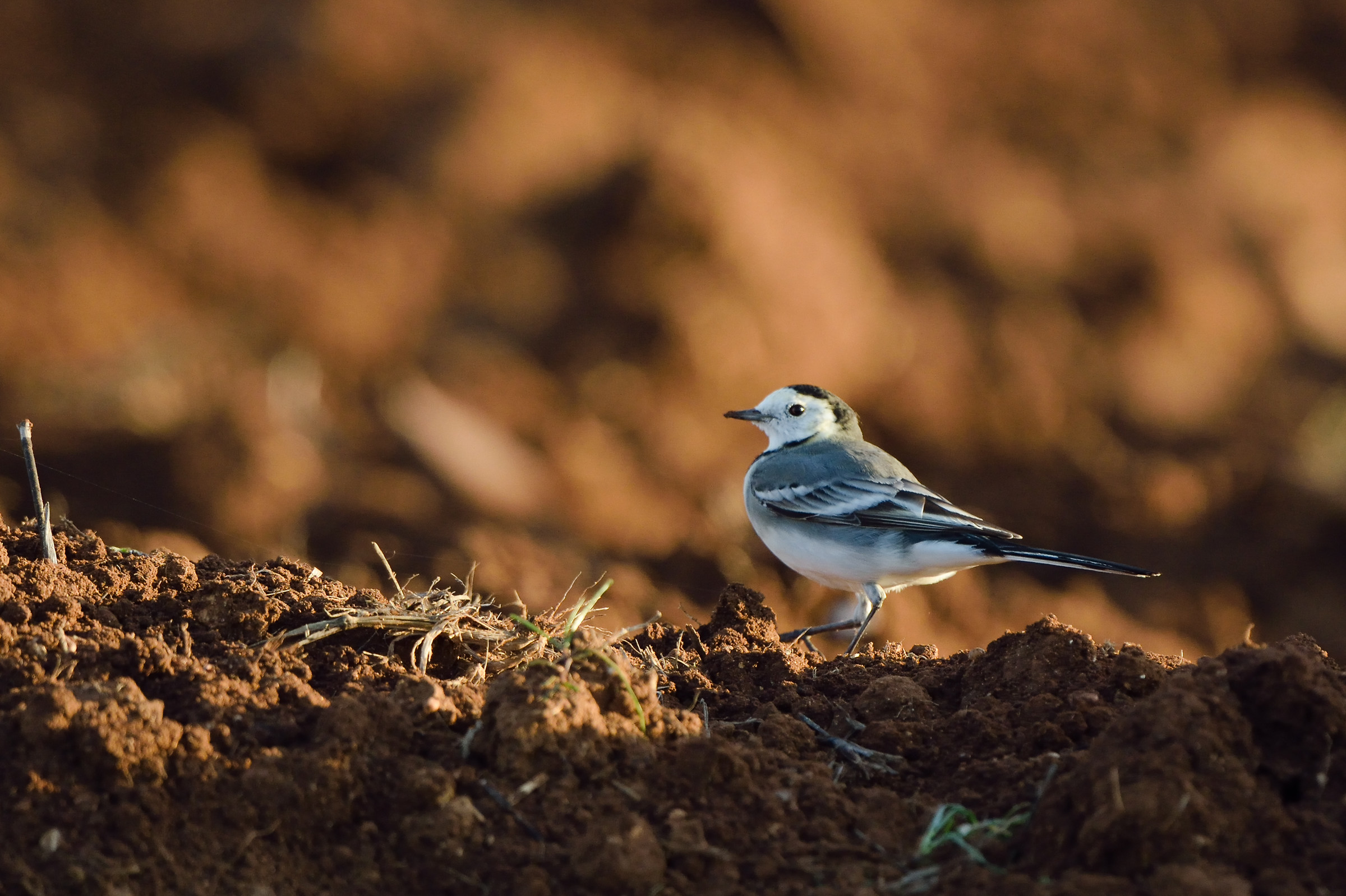 white Wagtail