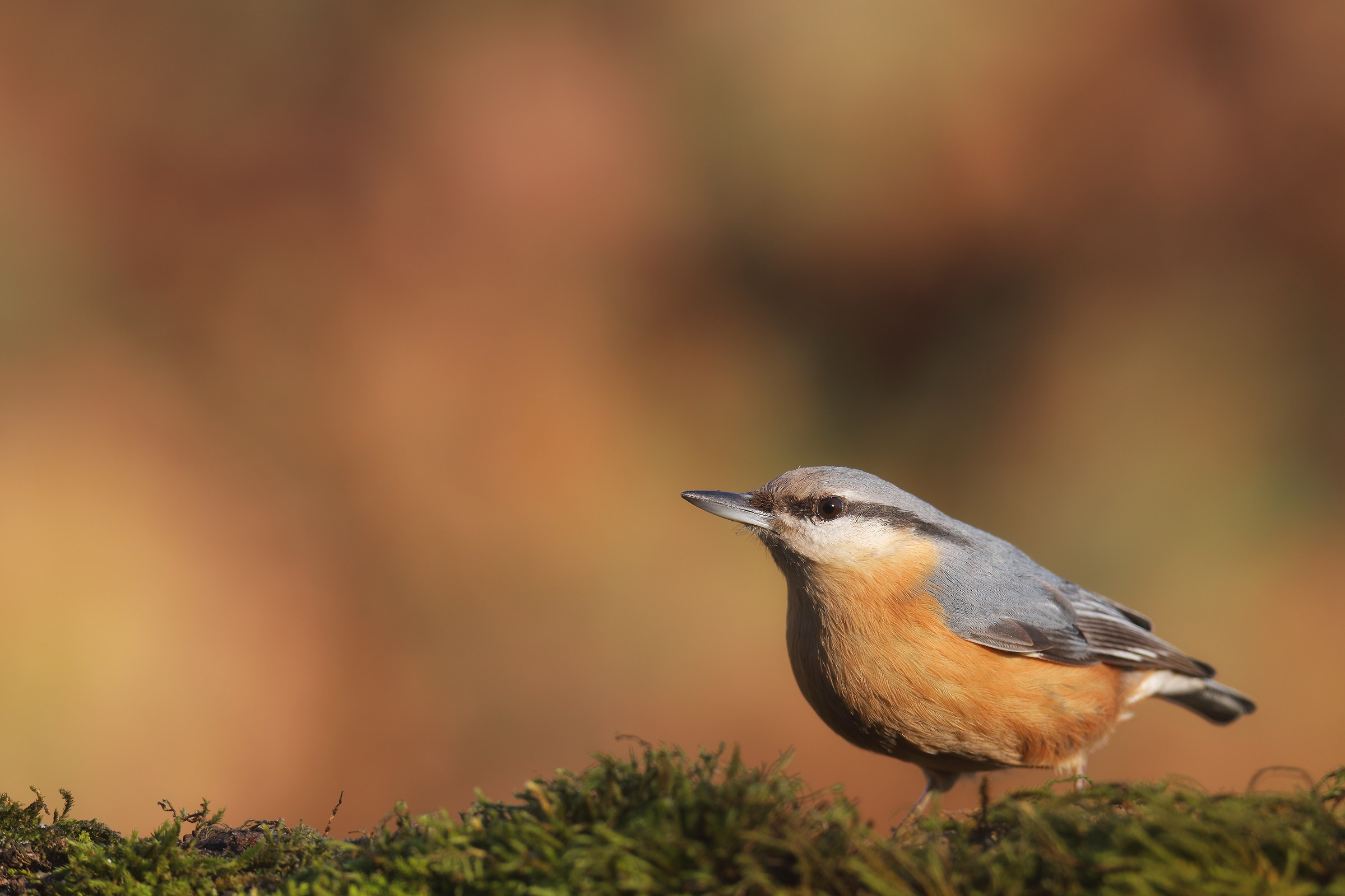 nuthatch