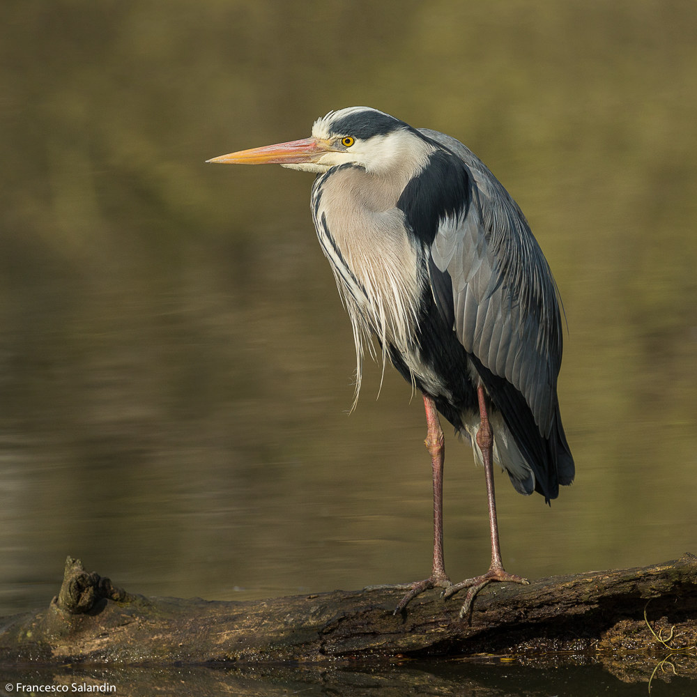 gray heron