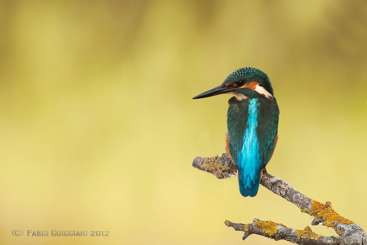Kingfisher