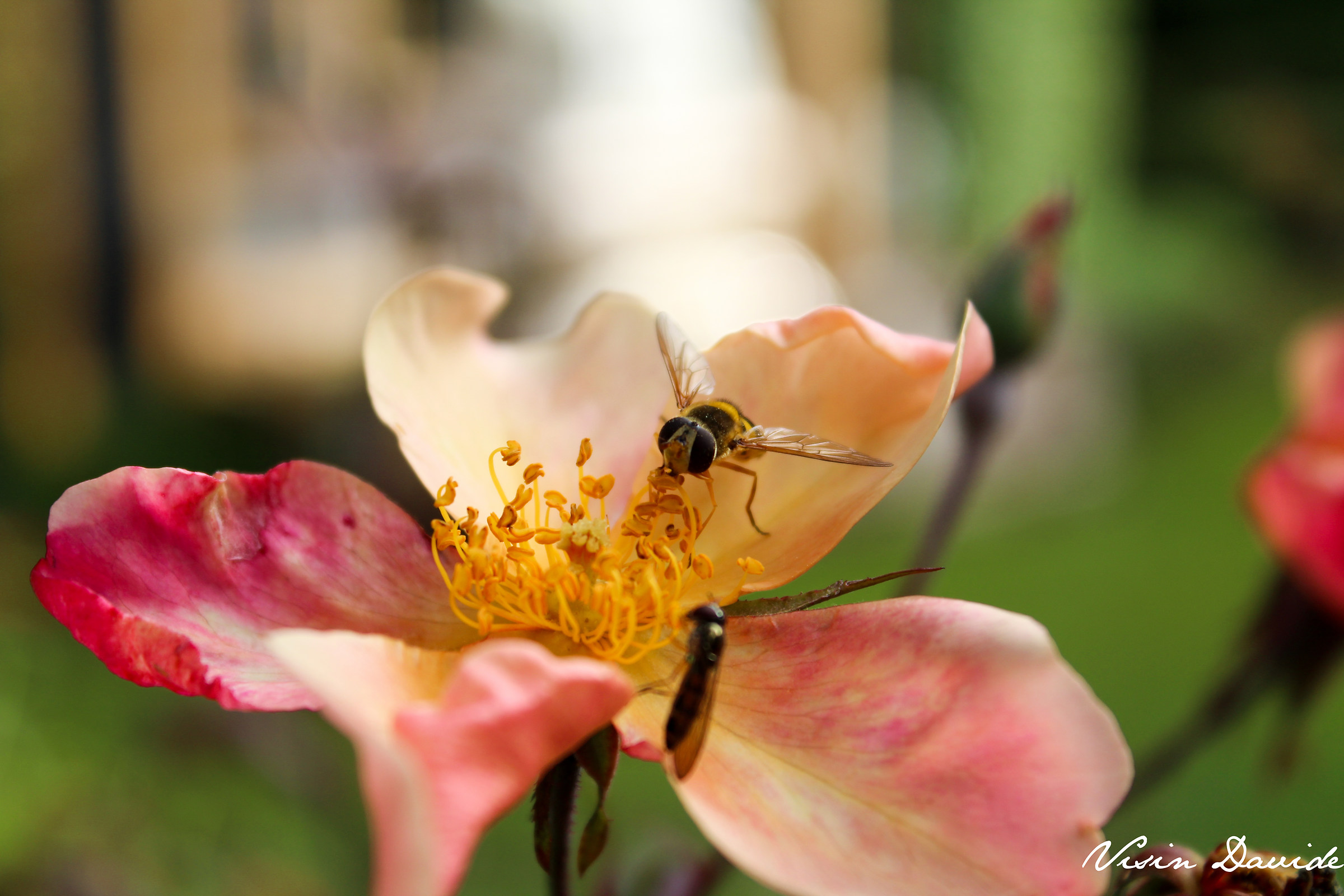 Bee on flower