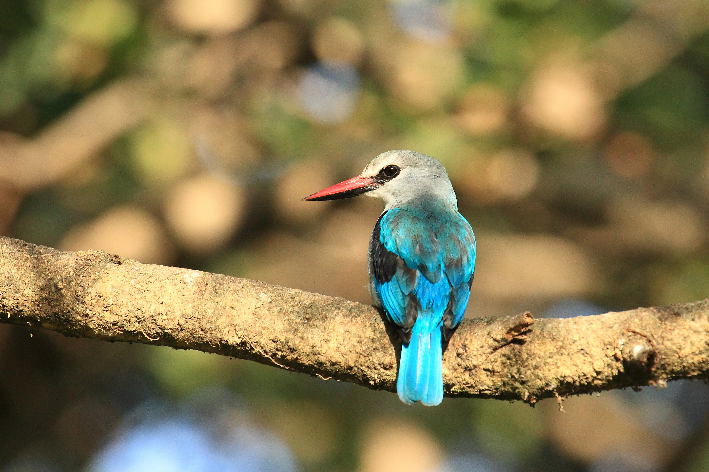 Martin pescatore delle mangrovie(Halcyon senegaloides)