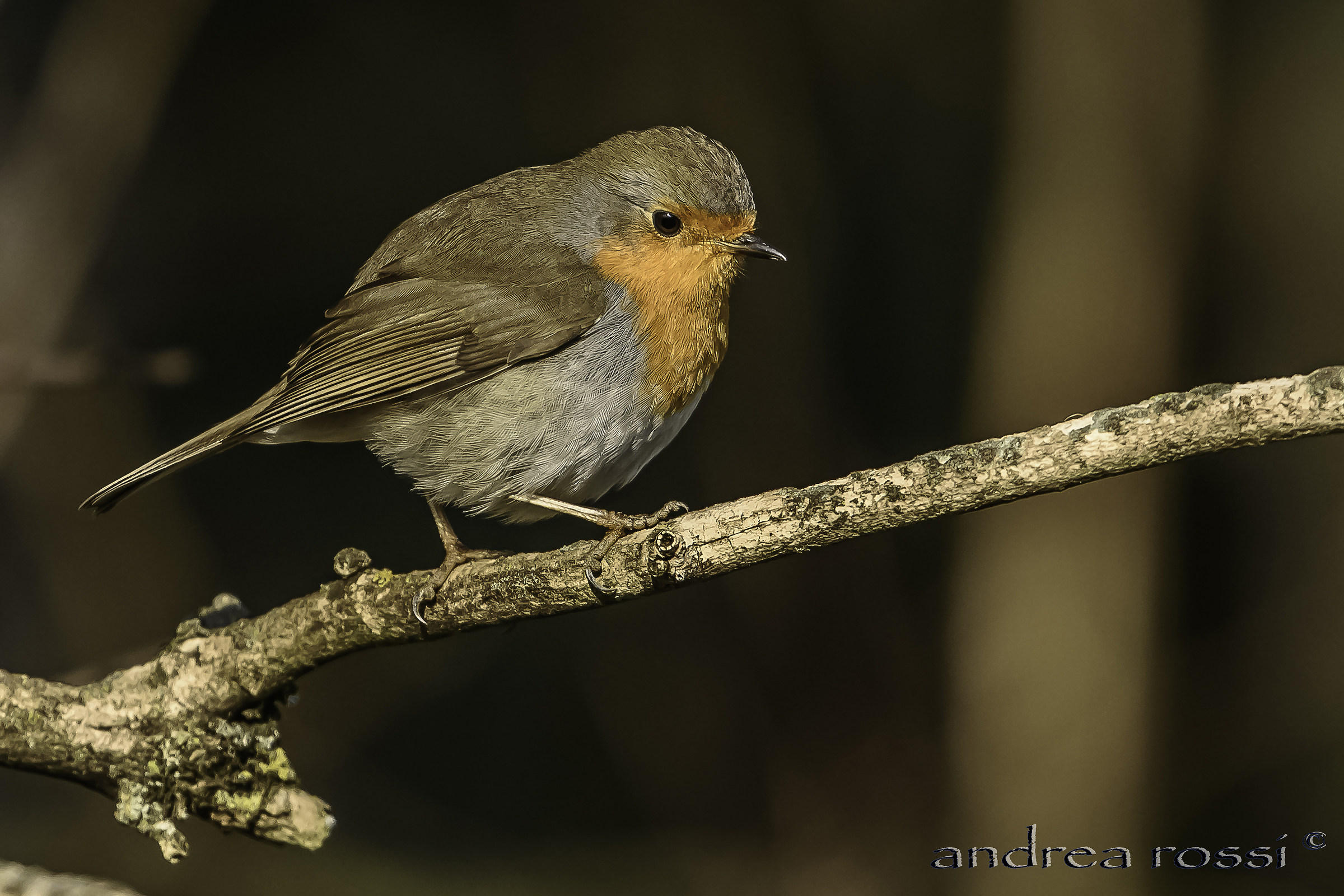 robin of the day ...