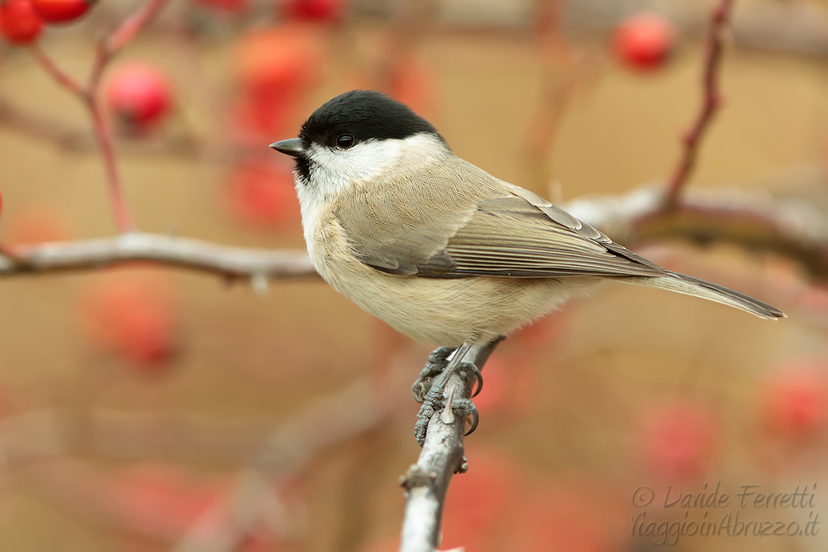 Marsh Tit on rosehip